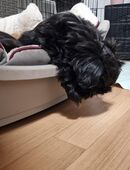 Süßer Shih Tzu Welpe in 01917