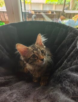 Norweger-mix Kitten. - Mönchengladbach