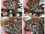 Bengal kitten - Essen