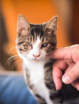 Handicap Kater Kermit aus dem Tierschutz - Grevenbroich