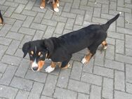 Welpen, Mischling, Appenzeller Sennenhund, Berner Sennenhund, Australien Shepard - Wittenberg (Lutherstadt)