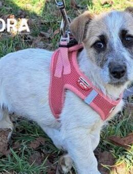 Sora sucht eine Familie - Linden (Hessen)