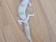 3 Leopardgecko Weibchen abzugeben - Berlin