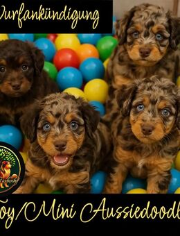 Wurfankündigung Toy/Mini Aussiedoodles vom Farbenhof - buntes Familienglück - Perl