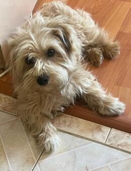 Rudy; zauberhafter Herzenshund - Geilenkirchen