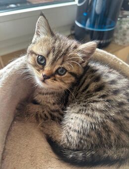 Bkh katze❤️ - Rheine Zentrum