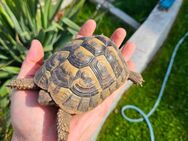 Testudo hermanni boettgeri NZ 2020 griechische Landschildkröte drittes Exemplar - Freital