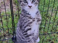 Zwei bezaubernde Norwegische Waldkatzen-Mix-Kätzchen suchen ein liebevolles Zuhause! Katzenbabys Katzenkinder Kitten Kätzchen Katze Katzen Kater Kätzin - Kassel