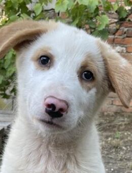 Miko, geb. ca. 02/2025, Griechenland - Euskirchen