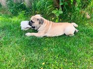 Freiatmiger Bulldoggen Welpe abgabebereit - Coburg