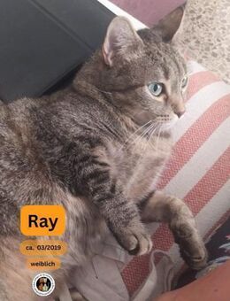 RAY, w., kastr., EHK, geb. 03/2019 - Sipplingen