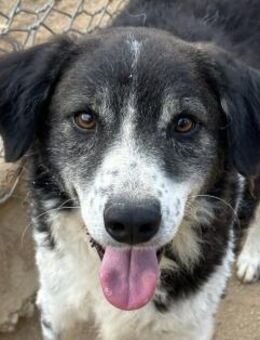 SELENE - so hübsch und nett!!! - Dänischenhagen