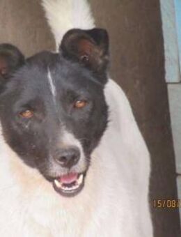 Harley braucht dringend Starthilfe 🐾 - Elsdorf (Nordrhein-Westfalen)