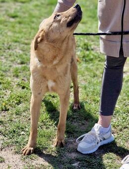 Freundliche SILVI sucht IHRE Menschen♥️ - München