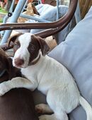 Jack Russel Mix Welpen in 36419