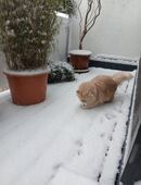 Ich suche liebes 12 Wochen altes Wohnungskätzchen in 47803