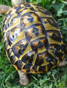 Weibliche Toscana Schildkröte aus 2018 zu vergeben Thh Artenrein wunder schön - Kasel-Golzig