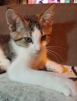 Maine coon mix Babys - Radevormwald (Stadt auf der Höhe) Zentrum