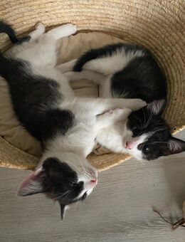 12 Wochen alte Kitten in liebevolle Hände anzugeben - Waidhaus