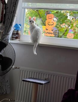 Junge Katze - Schwarzenbek Zentrum