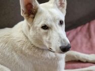 Weißer Schäferhund - Siegen (Universitätsstadt) Kaan-Marienborn