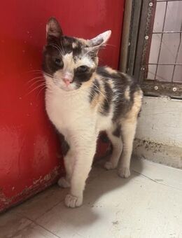 Minerva aus dem Tierschutz Kreta - Grevenbroich