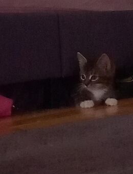 Katzen Babys - Witten