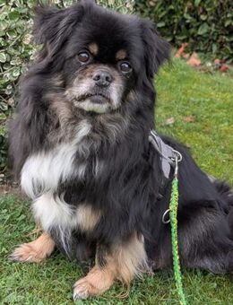 Draco in 59329 Wadersloh - Wolfhagen