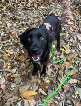 Fredi auf der Suche nach seinen Herzensm - Insheim