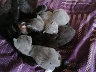 Katzen Babys abzugeben - Doberschau-Gaußig