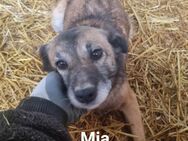 Mia, a.d.Tierschutz, sucht Happy-Home - Boxberg (Oberlausitz)