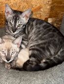 Bengal Kitten in der Farbe Lynx und Black Silver Charcoal in 16269