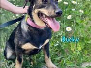 Bucky sucht die Nadel im Heuhaufen 12/21 - Ruppertsecken