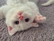 BKH weibchen Katzenbaby Kitten weiß - Krefeld Zentrum