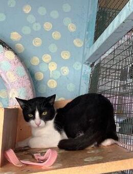 Pino aus dem Tierschutz Kreta - Grevenbroich