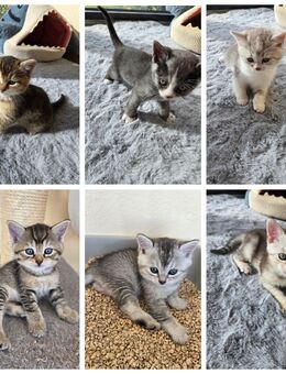 6 süße BLH Mix Kitten abzugeben - Waffenbrunn