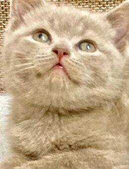 BkH Kitten/Junge Lilac reinrassig Vater Stammbaum - Bremen