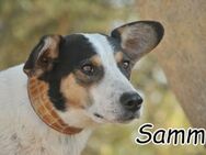 Samm- ein Herzenshund - Essingen (Rheinland-Pfalz)
