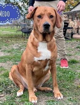 Medo ein sanftmütiger braver Bub - Flörsheim-Dalsheim