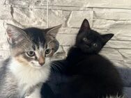 3 Wunderschöne Kitten BKH Mix- Babys Schwarz - Celle