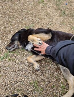 TAMBURICA - ein sanfter Seelenhund - Köln