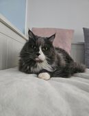 Kater sucht liebevolles zuhause in 45257