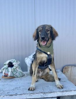 Davis - Aufgeschlossener Rüde - Berlin