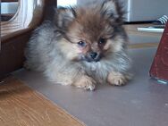 Zwergspitz / Pomeranian Welpe sucht ein neues zu Hause - Rain