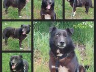 Han, guter, braver Hund sucht Zuhause - Unterföhring