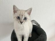 Britisch Kurzhaar Kitten - Gladbeck