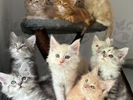 Maine Coon Kitten - Wismar