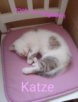 Mischling - Kätzchen - Teupitz Zentrum