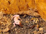 Leopardgeckos weibchen - Aalen