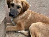 🐶Verspielter Welpe Rusty💚 - Eislingen (Fils)